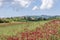 A field colored red by French honeysuckle flowers, with Orciano Pisano in the background, Tuscany, Italy