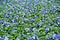 Field of colorful blue violets