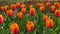 Field of colorful bright blooming tulips, large group of multi colored flowers nature still vivid background,