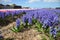 Field of colorful flowers hyacinth growing on the farm