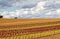 Field with colorful lettuce plants