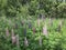 Field with colorful lupins