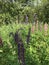 Field with colorful lupins