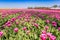 Field of a colorful purple tulips in springtime