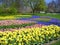 Field of colorful spring flowers