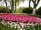 A field of colorful tulips blooming between camphor trees in early spring