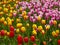 A field of colorful tulips blooming between camphor trees in early spring