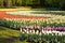 Field of colorful tulips and hyacinths