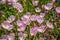 Field with colorful Violet Wildflowers in Hagerman Wildlife Refuge, Texas