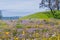 Field of colorful wildflowers