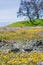 Field of colorful wildflowers in the hills of Henry W. Coe State Park, California