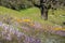 Field of colorful wildflowers in the hills of Henry W. Coe State Park, California