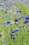 Field of coloured cornflowers, Centaurea cyanus