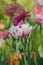 Field of colourful springtulips. Tulipa Triumph mixed