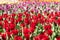 Field of colourful tulips on display in Hong Kong