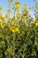 Field of colza rapeseed yellow flowers and blue sky. Oilseed, canola, colza.