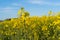 Field of colza rapeseed yellow flowers and blue sky. Oilseed, canola, colza.