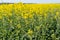 Field of colza rapeseed yellow flowers and blue sky. Oilseed, canola, colza.