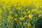 Field of colza rapeseed yellow flowers and blue sky. Oilseed, canola, colza.