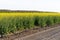 Field of colza rapeseed yellow flowers and blue sky. Oilseed, canola, colza.