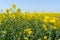 Field of colza rapeseed yellow flowers and blue sky. Oilseed, canola, colza.