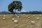 Field with combined grass hays surrounded by trees