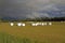 Field with combined grass hays wrapped in plastic  surrounded by trees