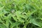 Field of comfrey with blossoms