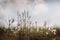 Field with common cotton grass against a cloudy sky