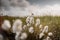 Field with common cotton grass against a cloudy sky