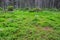 Field of Common Haircap Moss Polytrichum commune, Polytrichaceae in coniferous forest in Tatra Mountains, Poland