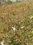 Field of Common Milkweed Seedpods, Ascleplas syriaca