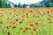 Field of common poppy, seasonal natural scene