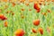 Field of common poppy, seasonal natural scene