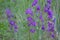 Field consolidation. Consolida regalis. Wild flower is blue. Delicate inflorescences