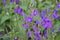 Field consolidation. Consolida regalis. Wild flower is blue. Delicate inflorescences