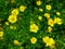 A field of coreopsis blooming