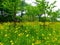 A field of coreopsis flowers blooming