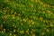 Field of Coreopsis lanceolata yellow flowers in the garden.