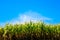 Field corn against sky