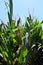 Field corn, animal feed, plants ready for cultivation