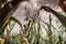 Field corn, animal feed, plants ready for cultivation near rural fields. Corn on a background of clouds