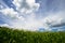 Field of Corn, Blue Sky and Clouds, Farm Cornfield