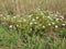 Field or Corn Chamomile - Anthemis arvensis, Norfolk, England, UK