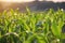 A field of corn close-up at dawn.