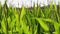field of corn crops in the wind video