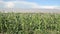 Field of corn in a front of greenhouse at sunset. Organic Maize field at sunny summer day. Sunny green field of corn. Agriculture.