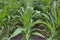 Field of corn growing in summer