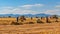 field corn harvesting