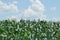 Field corn. Leaves of corn on a background of the sky. The growth of the crop